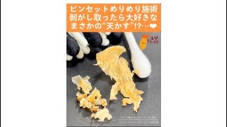 147 ＃耳掃除耳かきearwax【大好評のピンセットめりめり施術❤︎お耳からまさかの…天かす！？お掃除動画】 [upl. by Johnnie]