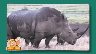 Rhinoceros  Fun Facts [upl. by Aicel]