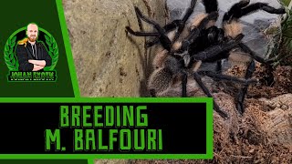 Breeding My Monocentropus balfouri Socotra Island Blue Baboon Tarantula [upl. by Nasya]