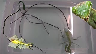 Peygamber Devesinin İçinden ÇIkan PARAZİTLER Mantis ParasiteHairworm [upl. by Akimed]