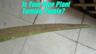 Aloe plant turning purple  Solved RIGHT2IT [upl. by Zere]