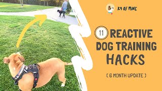 11 Reactive Dog Training Hacks Walking a Dog Who Barks amp Lunges [upl. by Winfred635]