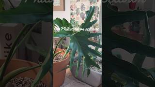 필로덴드론 신엽 나오는 모습 호프셀렘 키우기 Philodendron selloum 호프셀렘식물타임랩스 plant식집사 [upl. by Aitam]