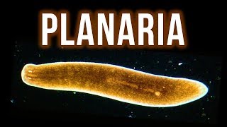 How to Get Rid of Planaria – 4 Proven Methods [upl. by Kaasi]