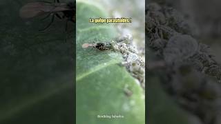 Les guêpes parasitoïdes [upl. by Leasa]