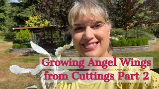 How to grow angel wings Ill show you proof [upl. by Eirollam]