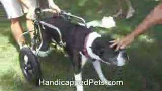 Paralyzed Dog  1st steps in HandicappedPetscom Wheelchair [upl. by Akinyt948]