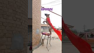 SuperDog shorts fail trending funny shortvideo funnydogs doglover dog pets [upl. by Haneekas]