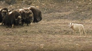 Wolves vs Herd of Muskox  Snow Wolf Family And Me  BBC Earth [upl. by Eniamor]