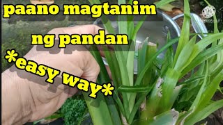 How to plant pandan in 3 minutesPAANO MAGTANIM NG PANDANEFFECTIVE WAY [upl. by Kerek]