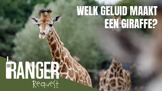 WAT VOOR GELUID MAAKT EEN GIRAFFE  Ranger Request [upl. by Tobit]