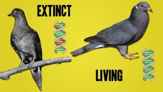 The Science Behind Deextinction [upl. by Nirrat]