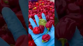 🥵¡ESTE es el PIMIENTO MÁS PICANTE  Finca la Mesa bio pimiento ecológico vegan eco habanero [upl. by Korb]