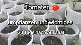 Tomaten 🍅 umpflanzen und wichtiges 30 Tage nach Aussaat [upl. by Anehsak]