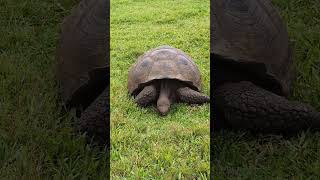 Galápagos giant tortoise eating Chelonoidis niger [upl. by Flam]