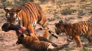 Lion vs Tiger Award Winning Documentary 2011 Last Chance Tiger [upl. by Colt107]