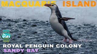 Royal Penguin Colony  Sandy Bay  MACQUARIE ISLAND  Australia  Subantarctic 16min [upl. by Llednek]