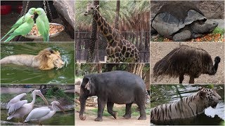 NEHRU ZOO HYDERABAD  HD Video  FULL Coverage  nehru zoological park [upl. by Yrrem322]