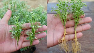 How to grow Aralia plant  Aralia plant propagation [upl. by Bale780]