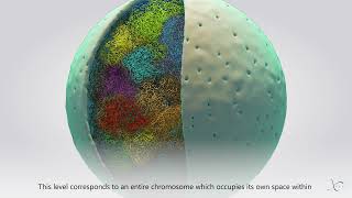 The 3D Organization of Our Genome [upl. by Anauqed939]