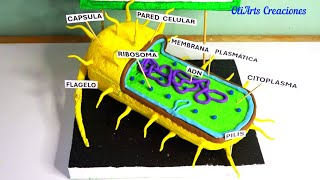 MAQUETA de la CELULA PROCARIOTA paso a paso Proyecto Casero MOdel of Prokaryotic Cell [upl. by Heinrike]