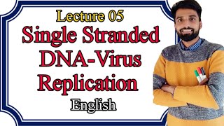 Lecture 05 Single Stranded DNA virus Replication in Host cell ENGLISH [upl. by Maryanne116]