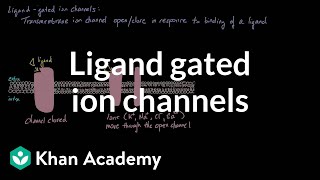 Ligand Gated Ion Channels  Nervous system physiology  NCLEXRN  Khan Academy [upl. by Amice6]