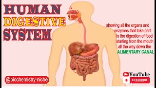 Digestion and Human Digestive System [upl. by Nnave227]