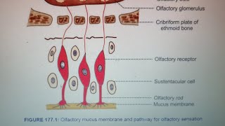 Olfactory Pathway Medical Physiology First Yearlectureolfactorypathwayphysiologytrendingshortsyt [upl. by Lauzon]