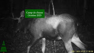 Trail cam Camp de chasse  octobre 2023 [upl. by Leuname]