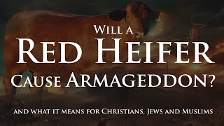 Will a Red Heifer Cause Armageddon [upl. by Erdnad]