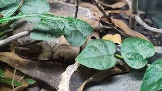 Dekays brown snake breeding [upl. by Sophy]