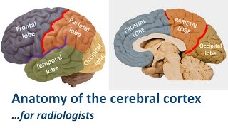 Radiological anatomy of the cerebral cortex made easy [upl. by Aitnic]