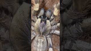 Poecilotheria Formosa tarantula تارانتولا [upl. by Teresa]