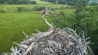 Bywyd Gwyllt Glaslyn Wildlife  Ffrwd Byw  Live Stream 2 [upl. by Body]