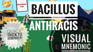 Bacillus Anthracis  Visual Mnemonic  Microbiology  Bacteriology [upl. by Duval]