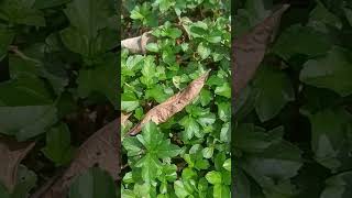 Fake manjal karisalankanni localplants lowcostgardening gardening garden tips in tamil [upl. by Naened]