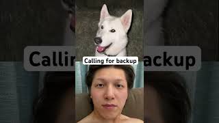 What’s your emergency🚨 husky dog funny siberianhusky puppy duet pushpress comedy [upl. by Cruickshank157]