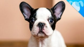 French Bulldog Facts [upl. by Ahsein]