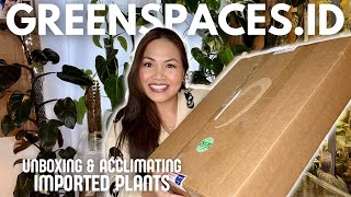 Unlock the Secrets Unboxing Exotic Plants from Greenspacesid  How to Acclimate Imported Plants [upl. by Brigitta211]