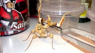 Handfeeing a DEVILS FLOWER MANTIS  Idolomantis diabolica [upl. by Oine]