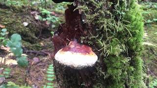 Paul With The RedBelted Polypore [upl. by Omoj256]