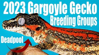 My Most Exciting Gargoyle Gecko Breeder Groups 2023 [upl. by Denise]