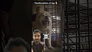 Danger dog of power dog pitbulltransformation pitbull rottweiler doberman power shortvideo [upl. by Romaine]