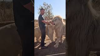 Brave man feeding lions lion animals wildlife lionking cat fun lionslife [upl. by Aeila]