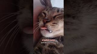 🐈 Mashup 162 🎥 website submissions from NC x3 Elaiza U Donttrustthedesk Katie H shorts [upl. by Granese]