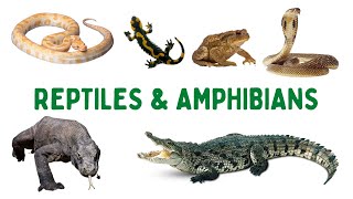 Reptiles And Amphibians Name In English  Amphibians Animals Name  Names Of Reptiles In English [upl. by Hemingway484]