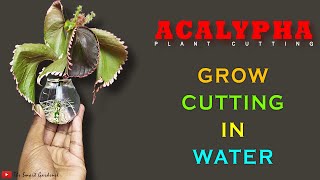 Acalypha Grow Cutting in water  Without Rooting Harmon  In 14 Days Only  The Smart Gardener [upl. by Hakvir]