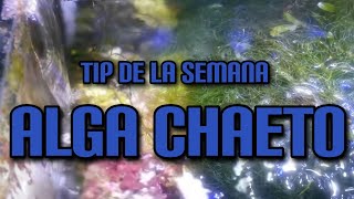 Tip de la Semana Alga Chaeto [upl. by Ambrose]