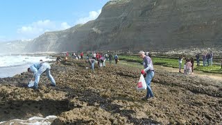 Harvesting the holy Easter mussel in Portugal  AFP [upl. by Ynohtnad]